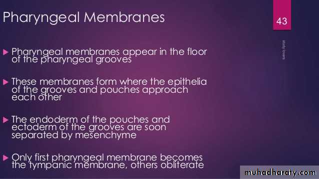 Embryology