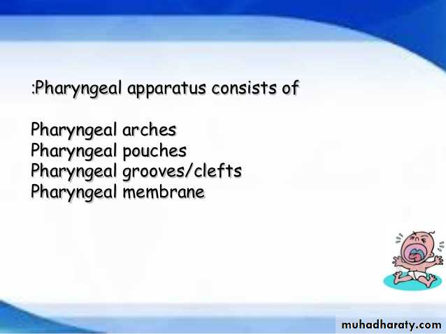 Embryology