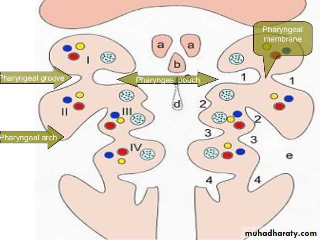 Embryology