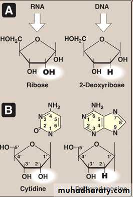 Nucleic acids
