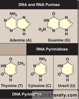 Nucleic acids