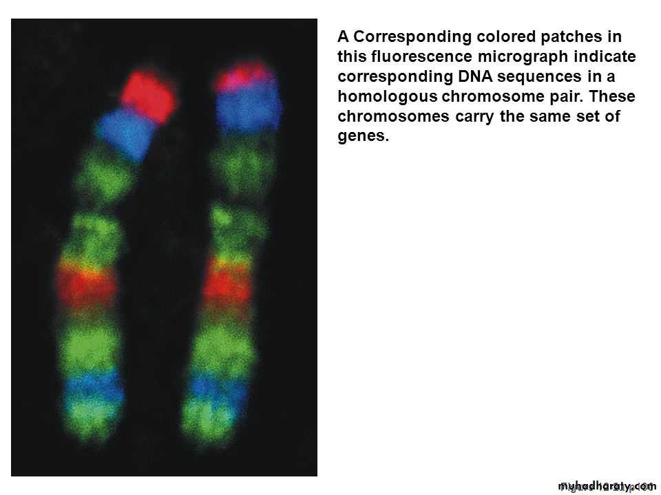 Nucleic acids