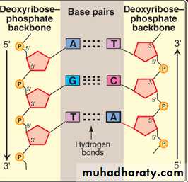 Nucleic acids