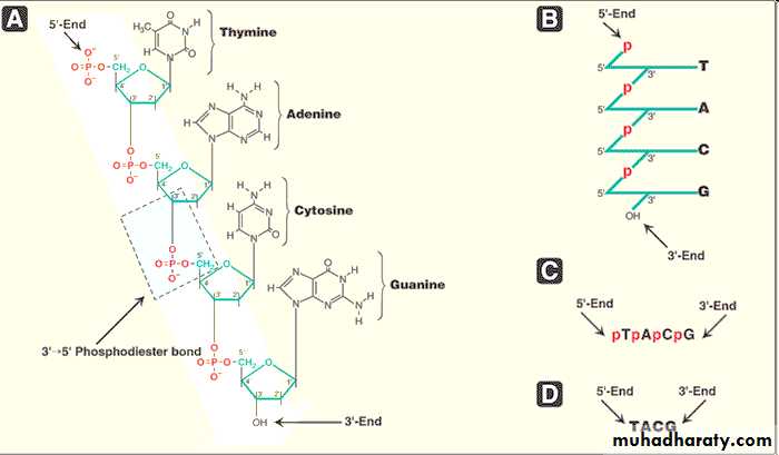 Nucleic acids