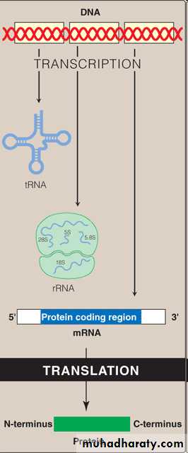 Nucleic acids
