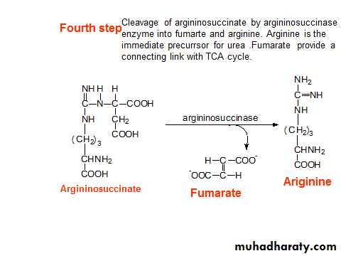 Amino acid