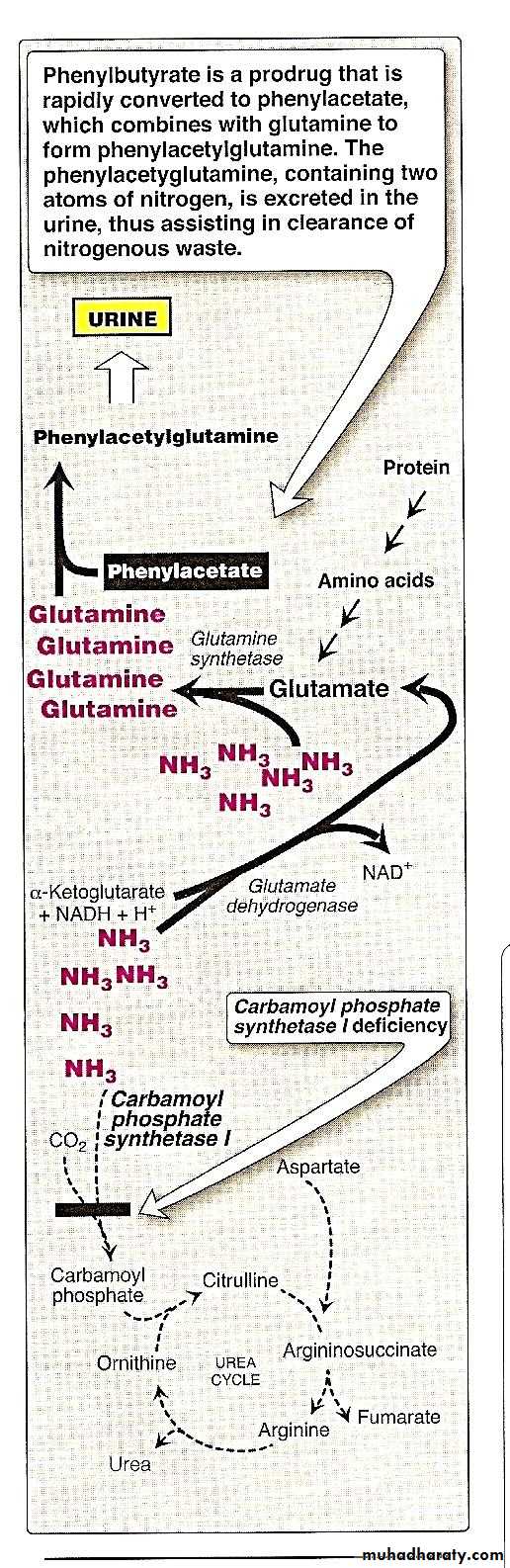 Amino acid