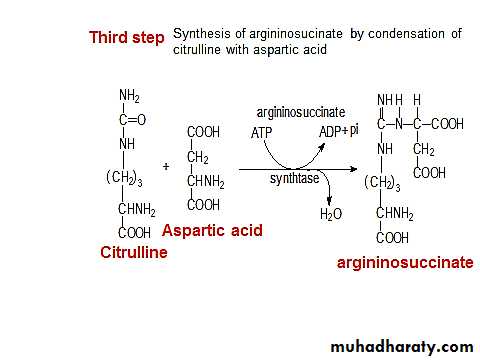 Amino acid