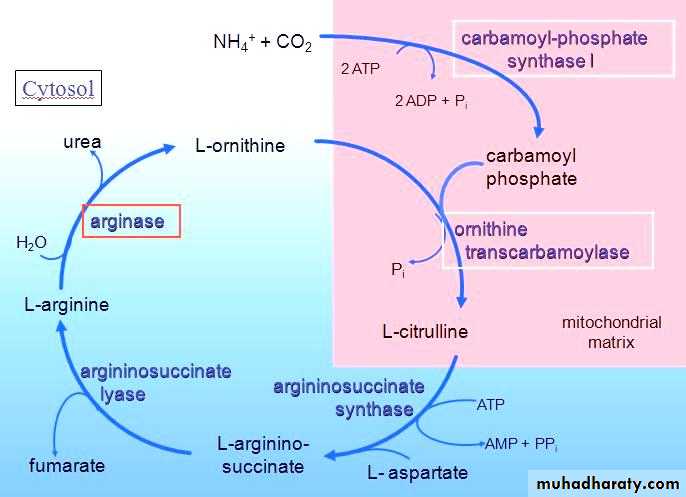 Amino acid