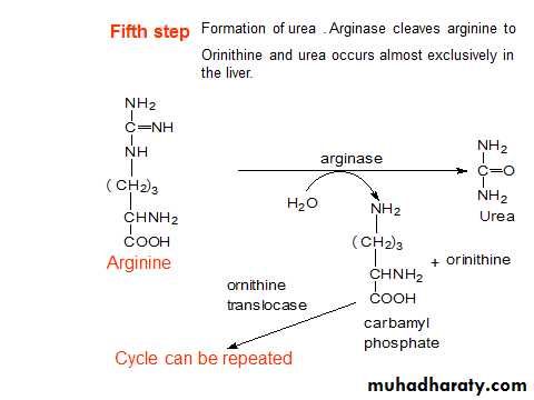 Amino acid