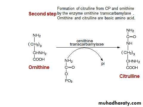 Amino acid