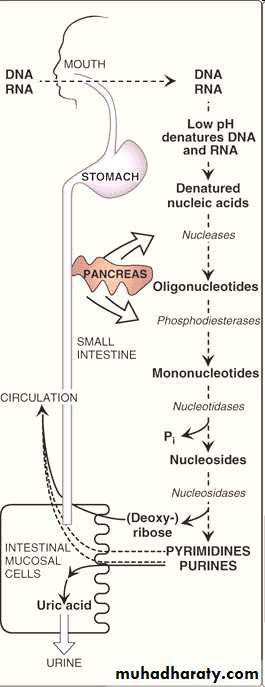 Nucleic acids