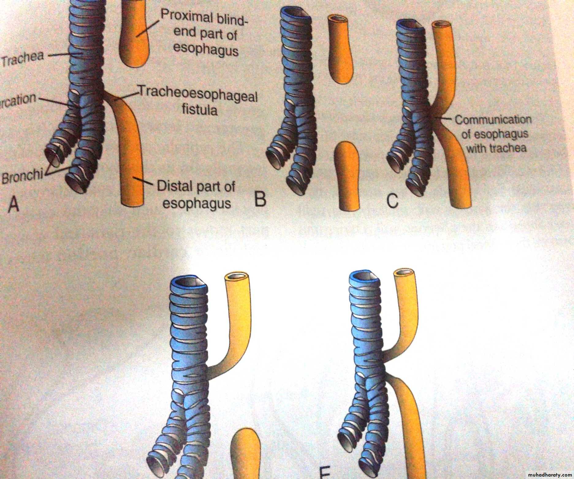 Embryology