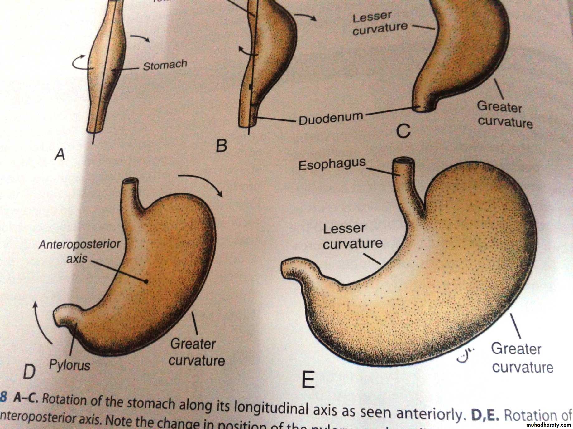 Embryology