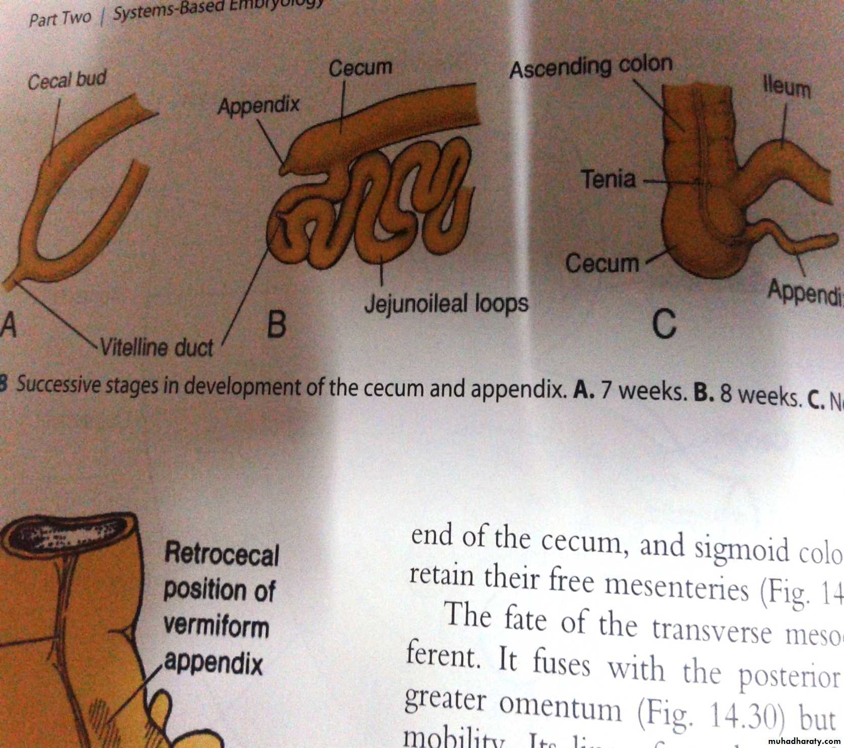 Embryology