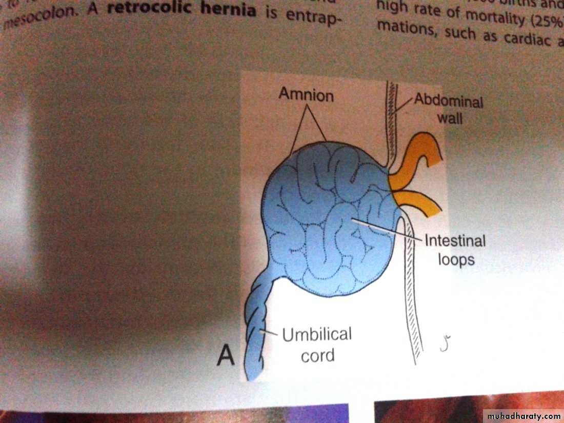 Embryology
