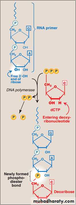 Nucleic acids