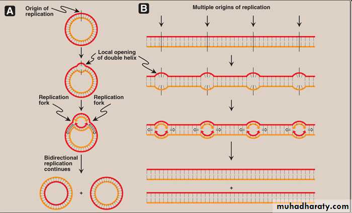 Nucleic acids