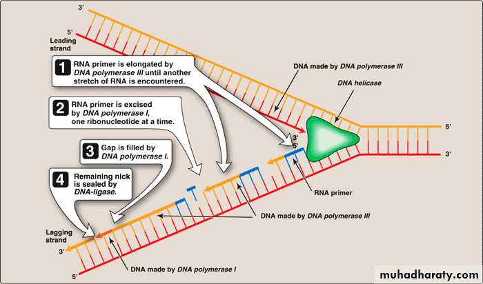 Nucleic acids