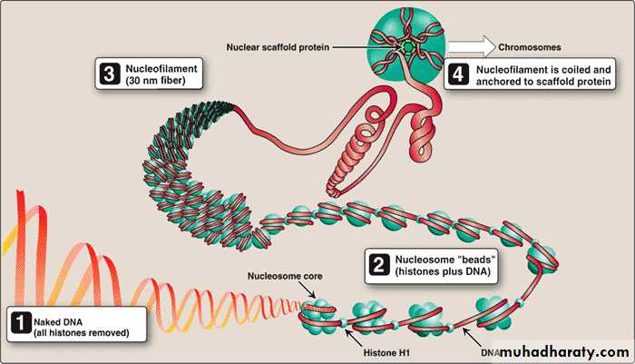 Nucleic acids