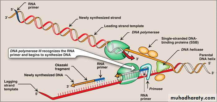 Nucleic acids