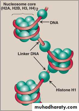Nucleic acids