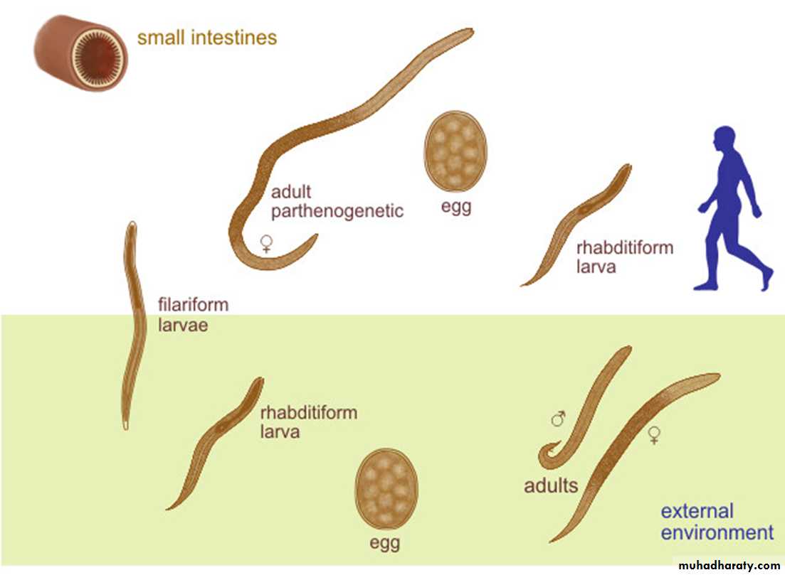 Strongyloides stercoralis