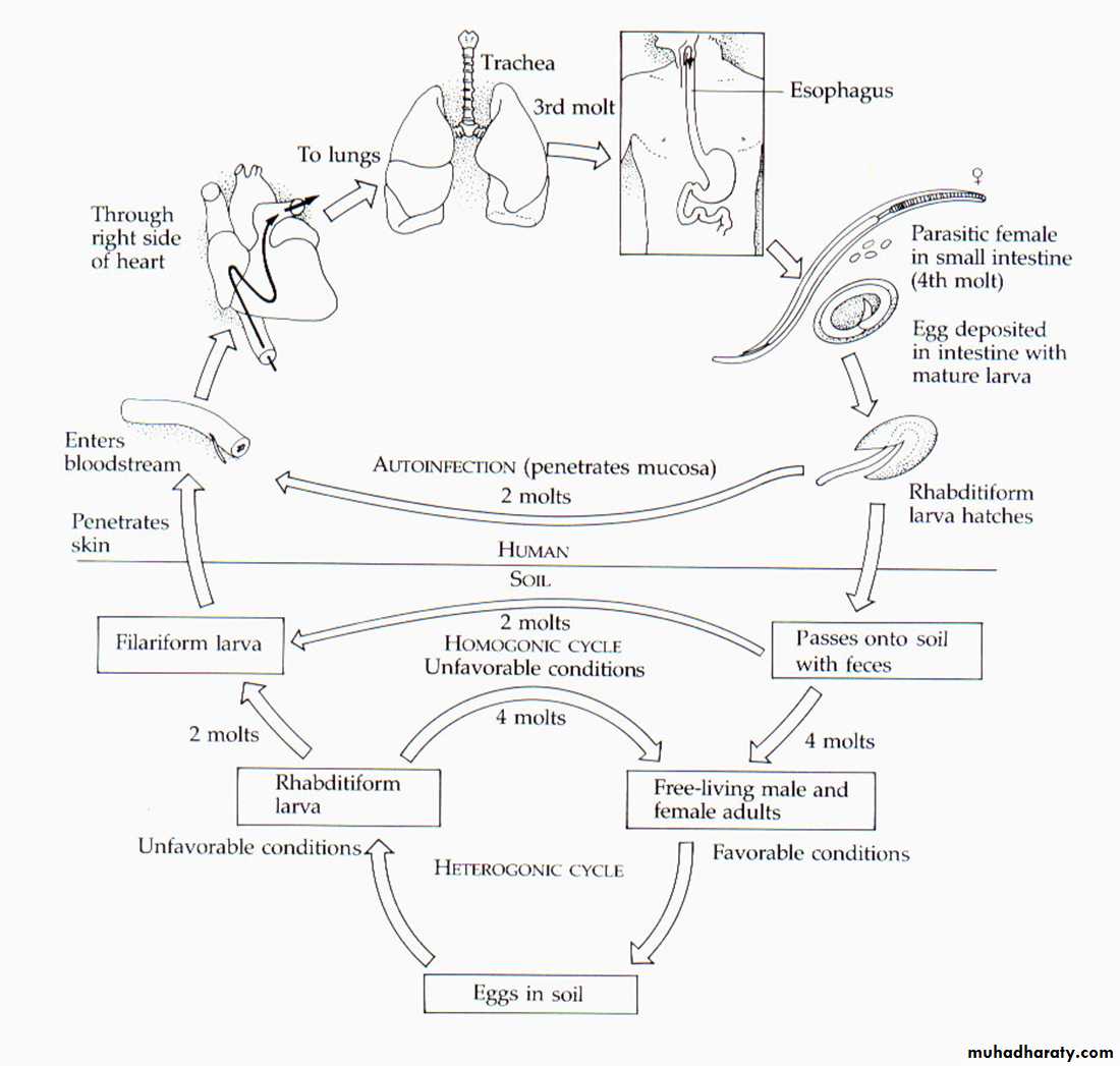 Strongyloides stercoralis
