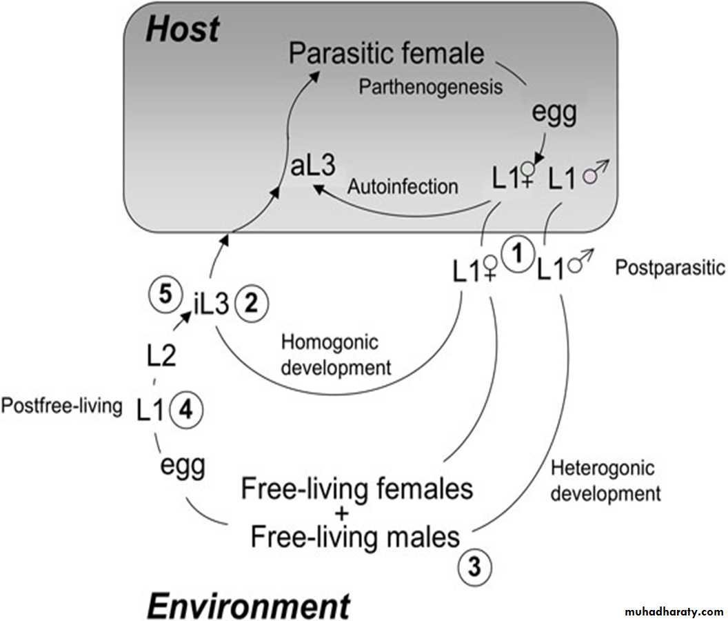 Strongyloides stercoralis