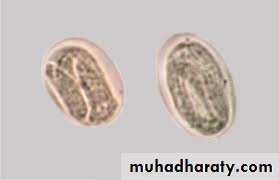 Strongyloides stercoralis