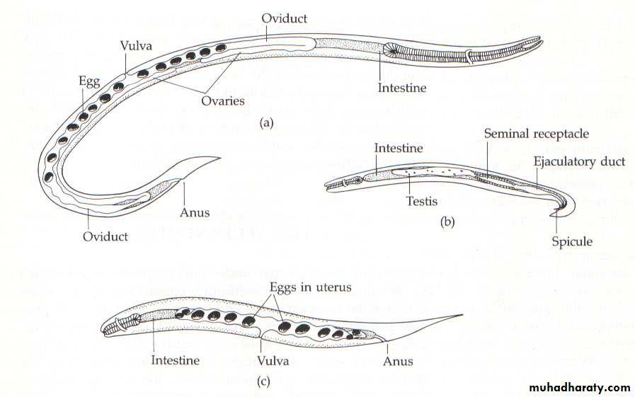 Strongyloides stercoralis