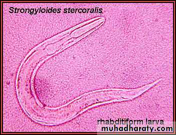 Strongyloides stercoralis