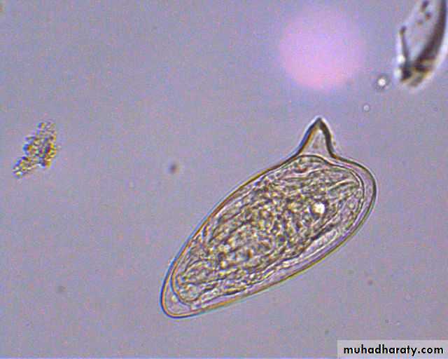 Schistosoma spp.