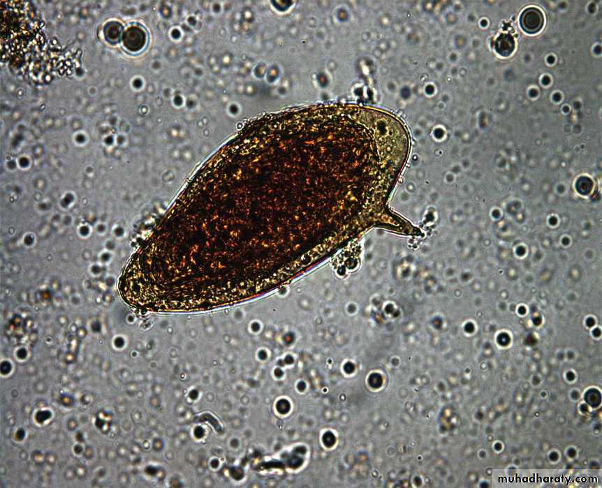 Schistosoma spp.