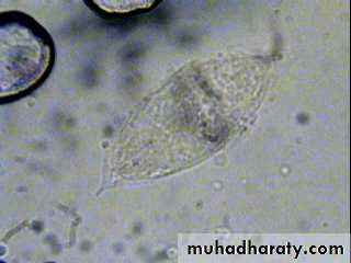 Schistosoma spp.