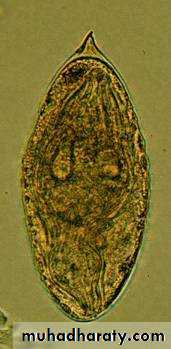 Schistosoma spp.