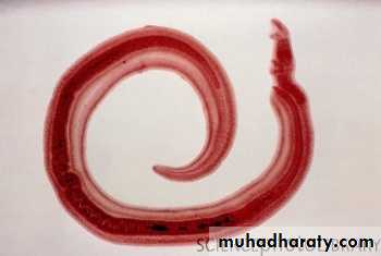 Schistosoma spp.