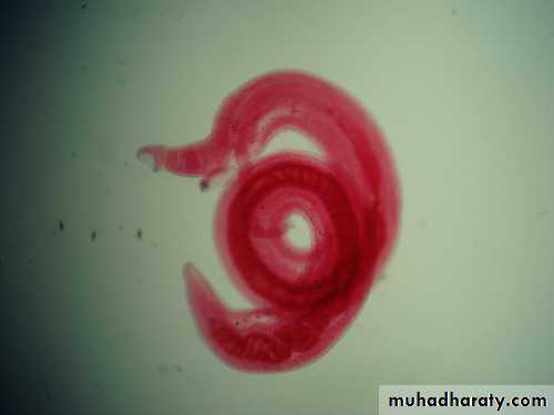 Schistosoma spp.