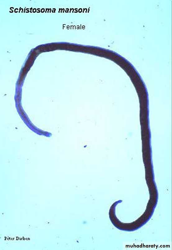Schistosoma spp.