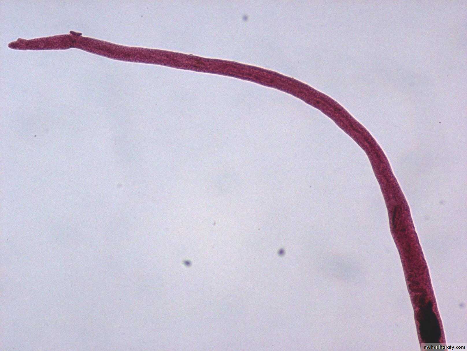 Schistosoma spp.