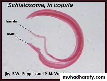Schistosoma spp.