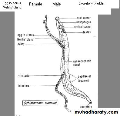 Schistosoma spp.