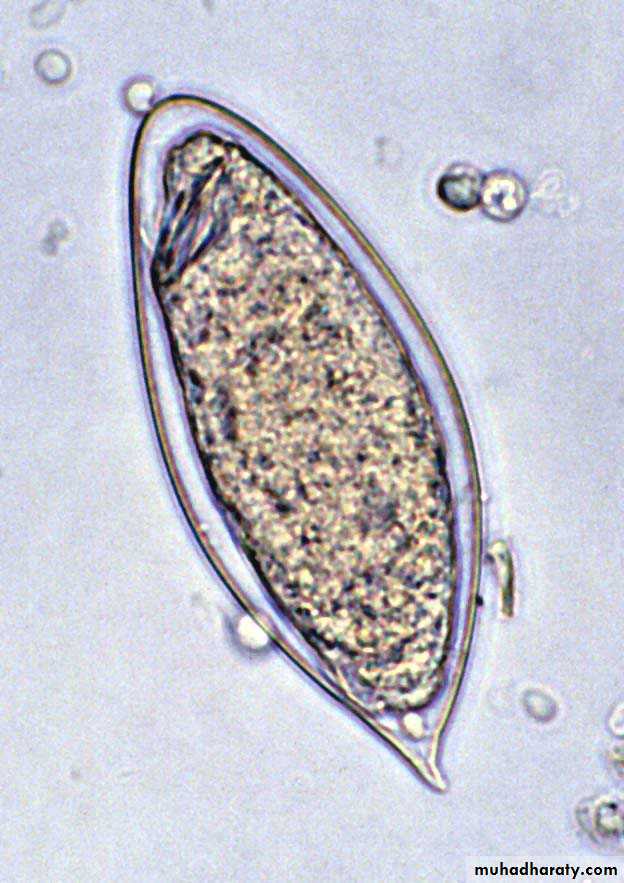 Schistosoma spp.