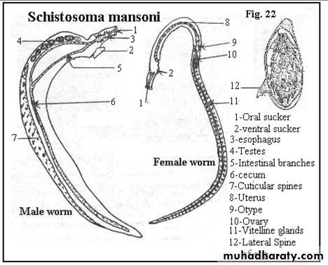 Schistosoma spp.
