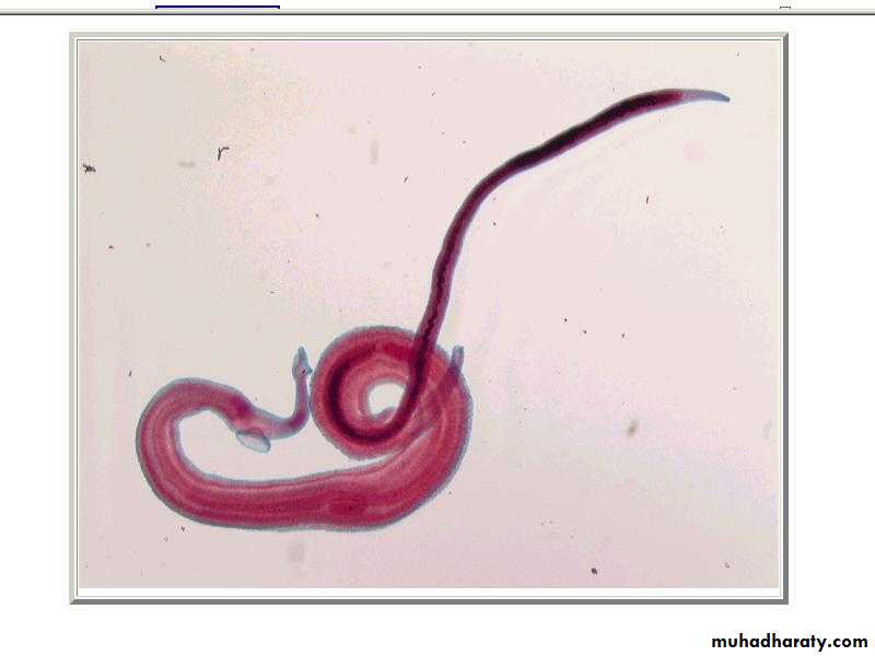 Schistosoma spp.