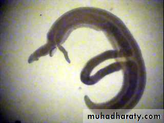 Schistosoma spp.