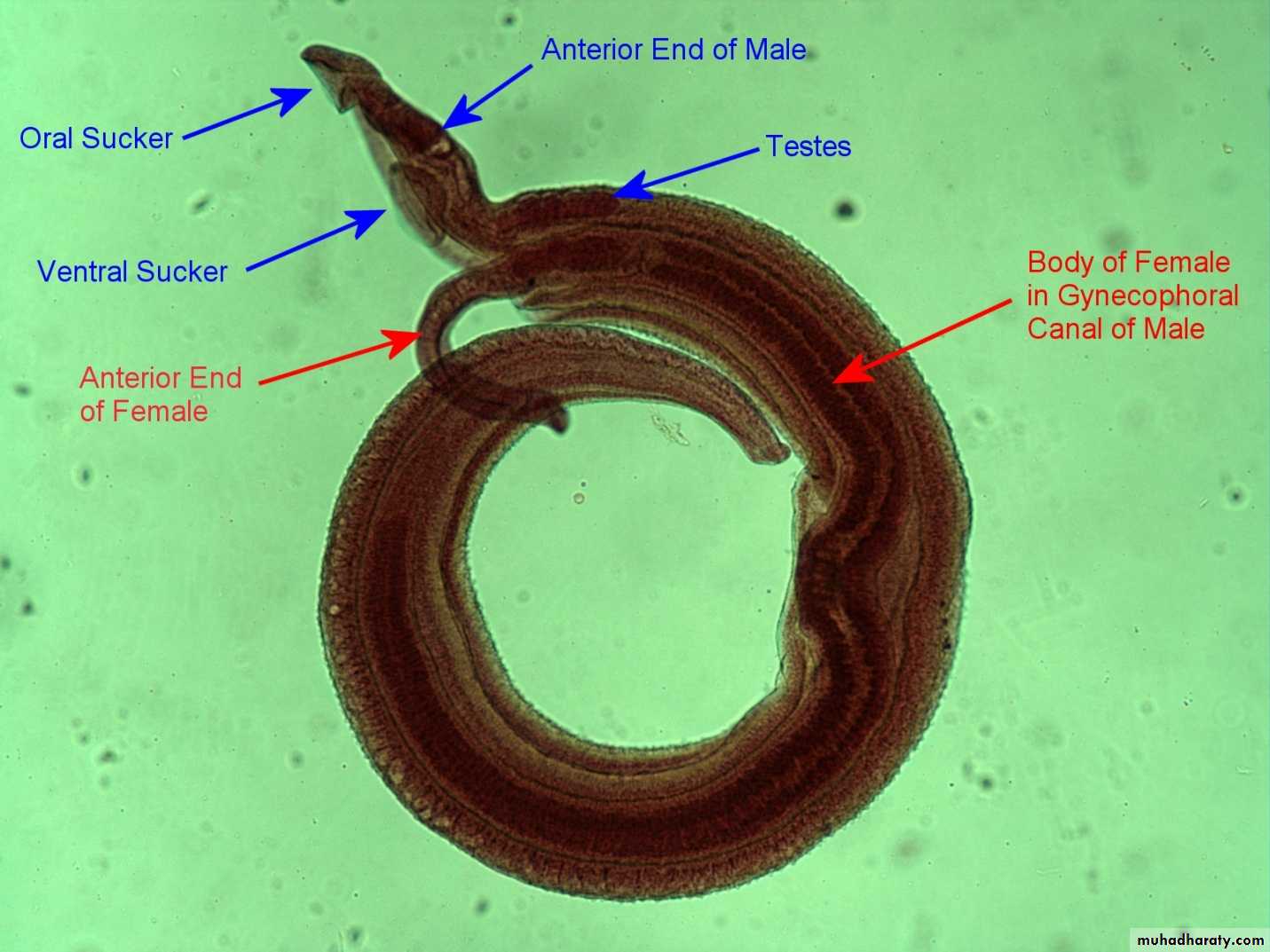 Schistosoma spp.
