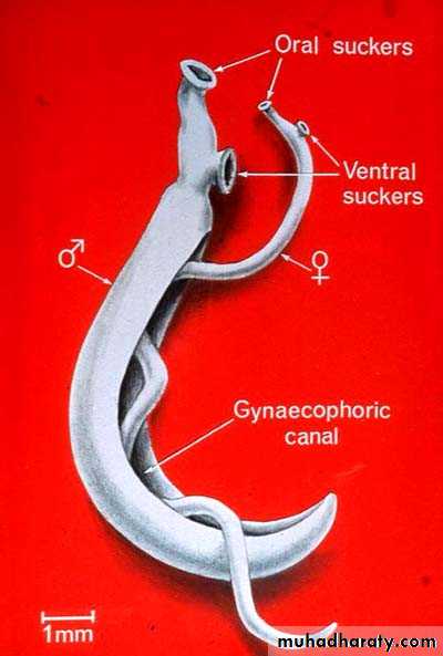 Schistosoma spp.