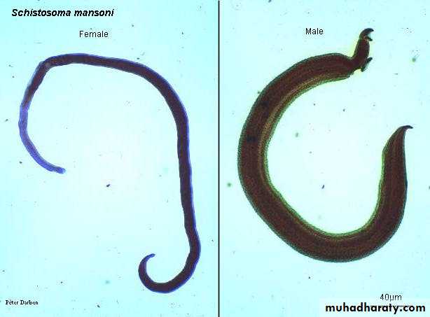 Schistosoma spp.