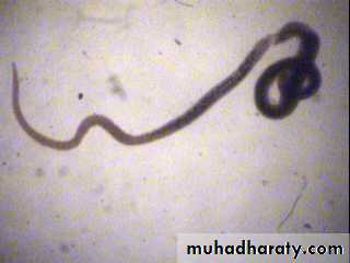 Schistosoma spp.